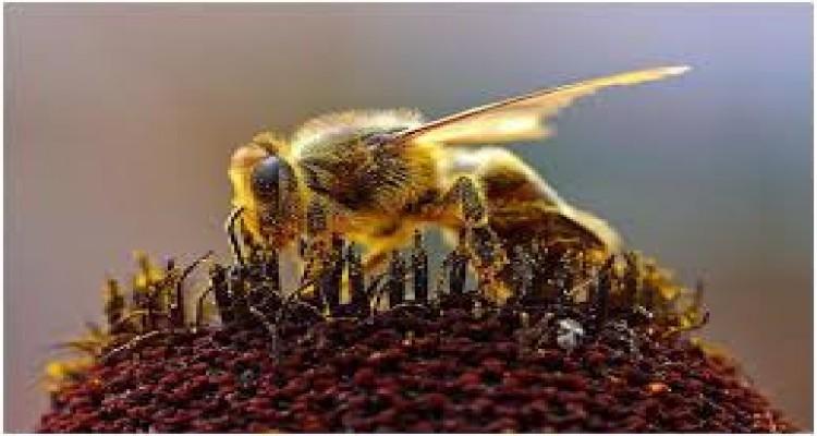 هداية النحل وشيء من عجائب صنع الله فيه