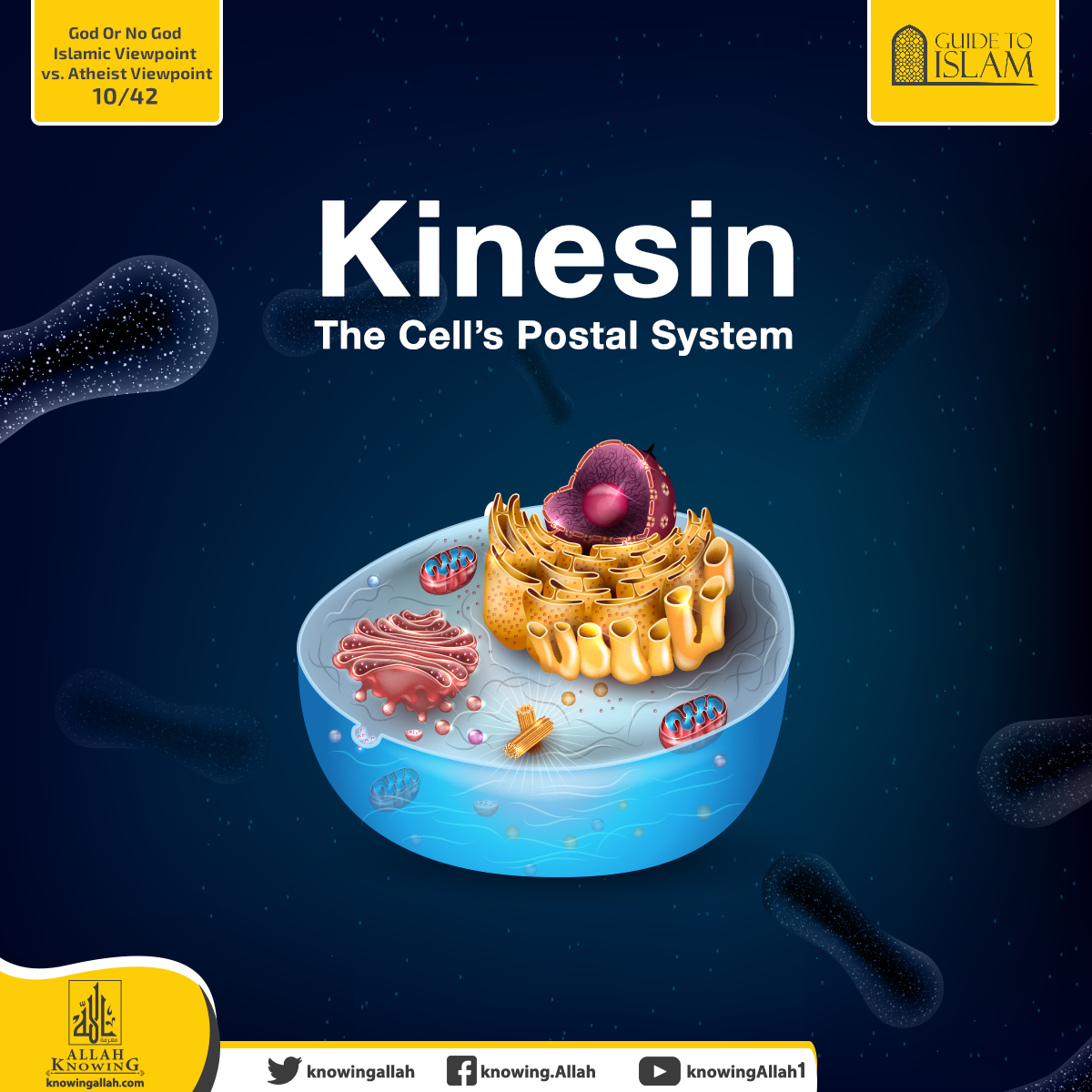 Kinesin...The Cell’s Postal System